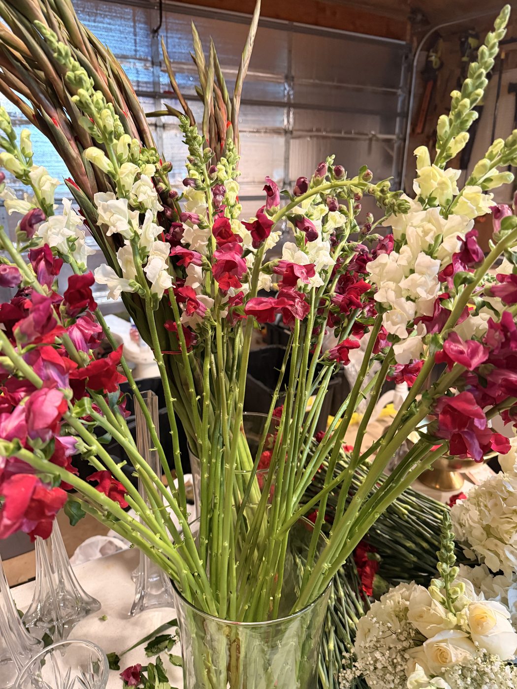 Siren Stems gladiolus
